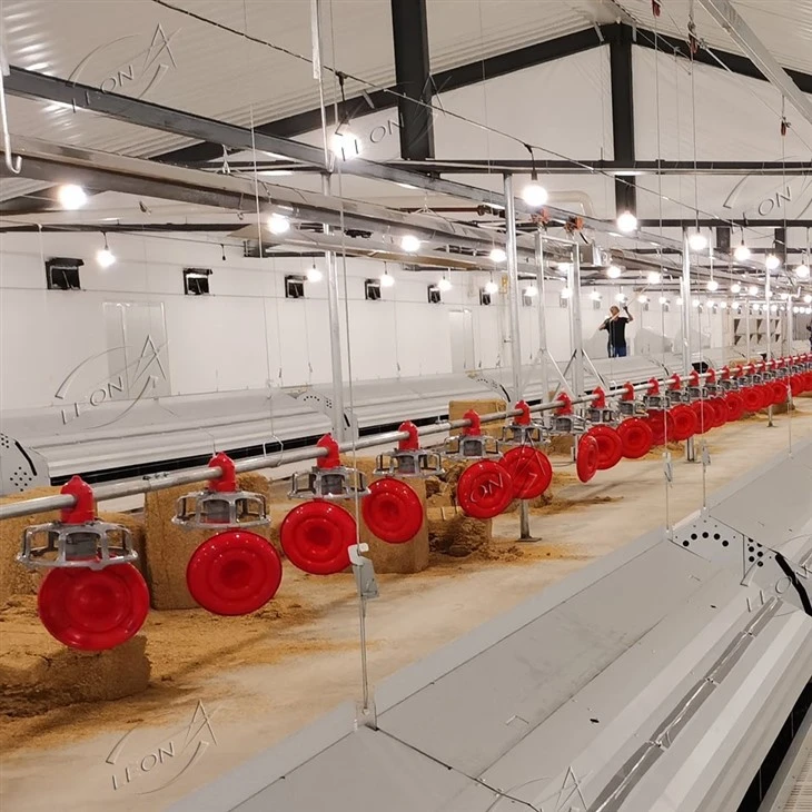 Broiler Parent Stock Chicken Raising System
