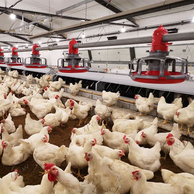 Broiler Parent Stock Chicken Raising System