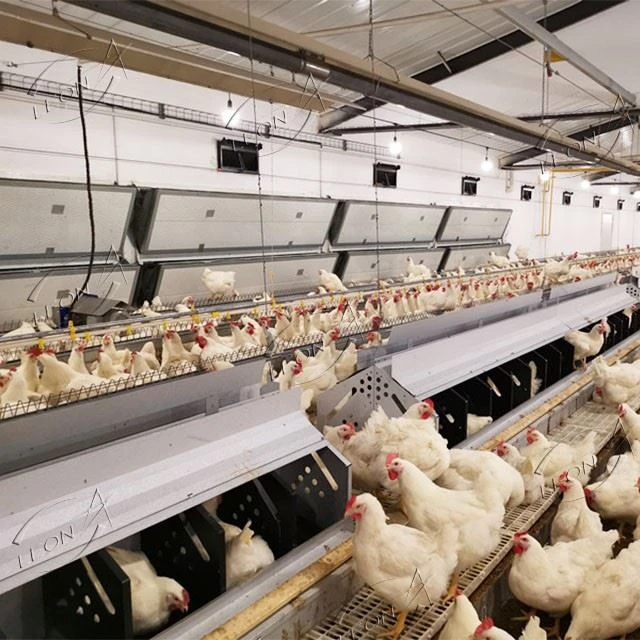 Broiler Parent Stock Chicken Raising System