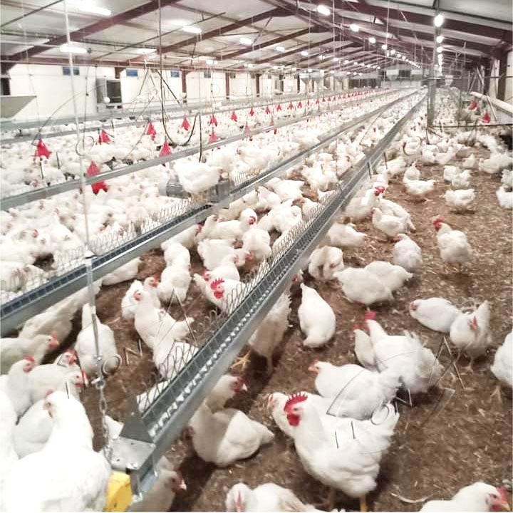 Automatic Breeder Chain Feeding System Automatic Breeder Chain Feeding System