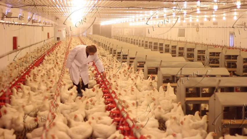 Automatic Breeder Raising System Automatic Breeder Raising System
