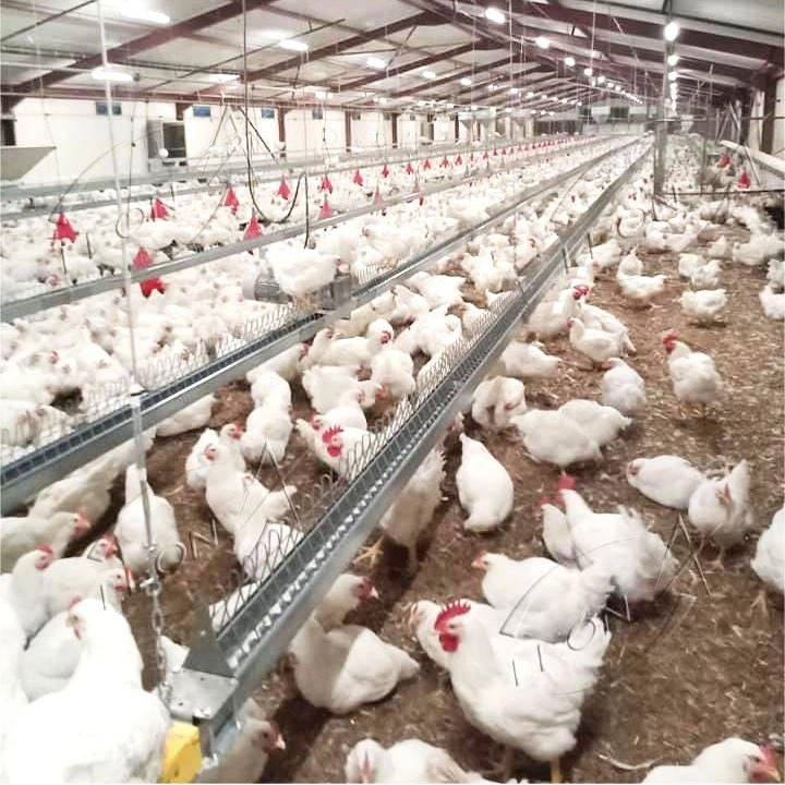 Poultry Automatic Chain Feeding System For Layers