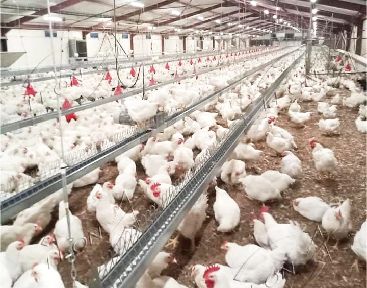 Automatic Breeder Chain Feeding System 4 Automatic Breeder Chain Feeding System 4