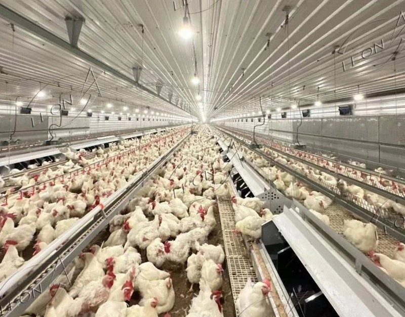 Automatic Breeder Chain Feeding System 5 Automatic Breeder Chain Feeding System 5